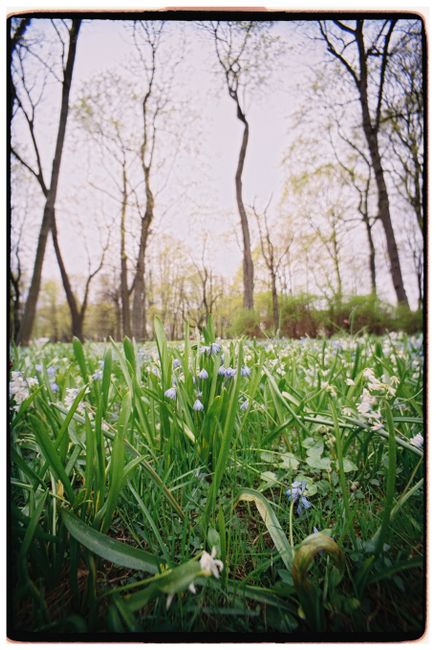 Peaceful forest scene with blooming wildflowers in spring.