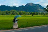 在斯里兰卡埃拉，一名妇女撑着伞走在乡村道路上，四周是郁郁葱葱的田野