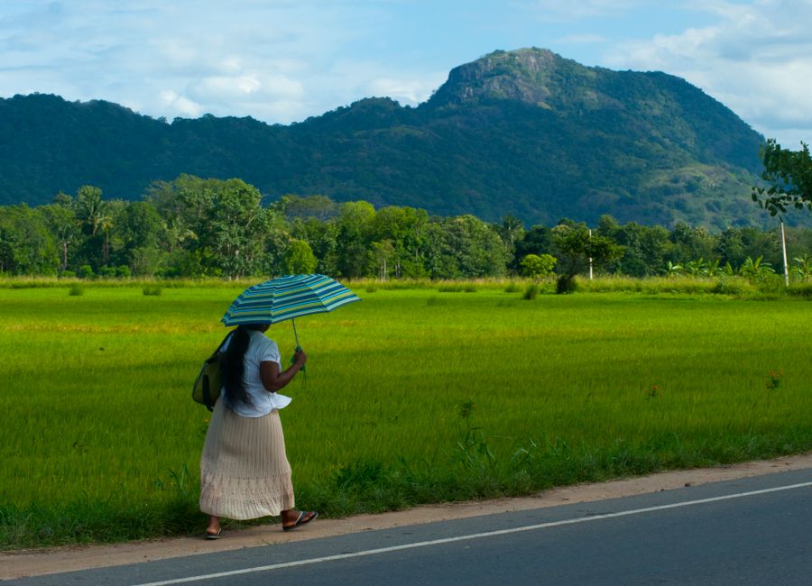 A woman walks along a rural road with an umbrella, surrounded by lush fields in Ella, Sri Lanka.