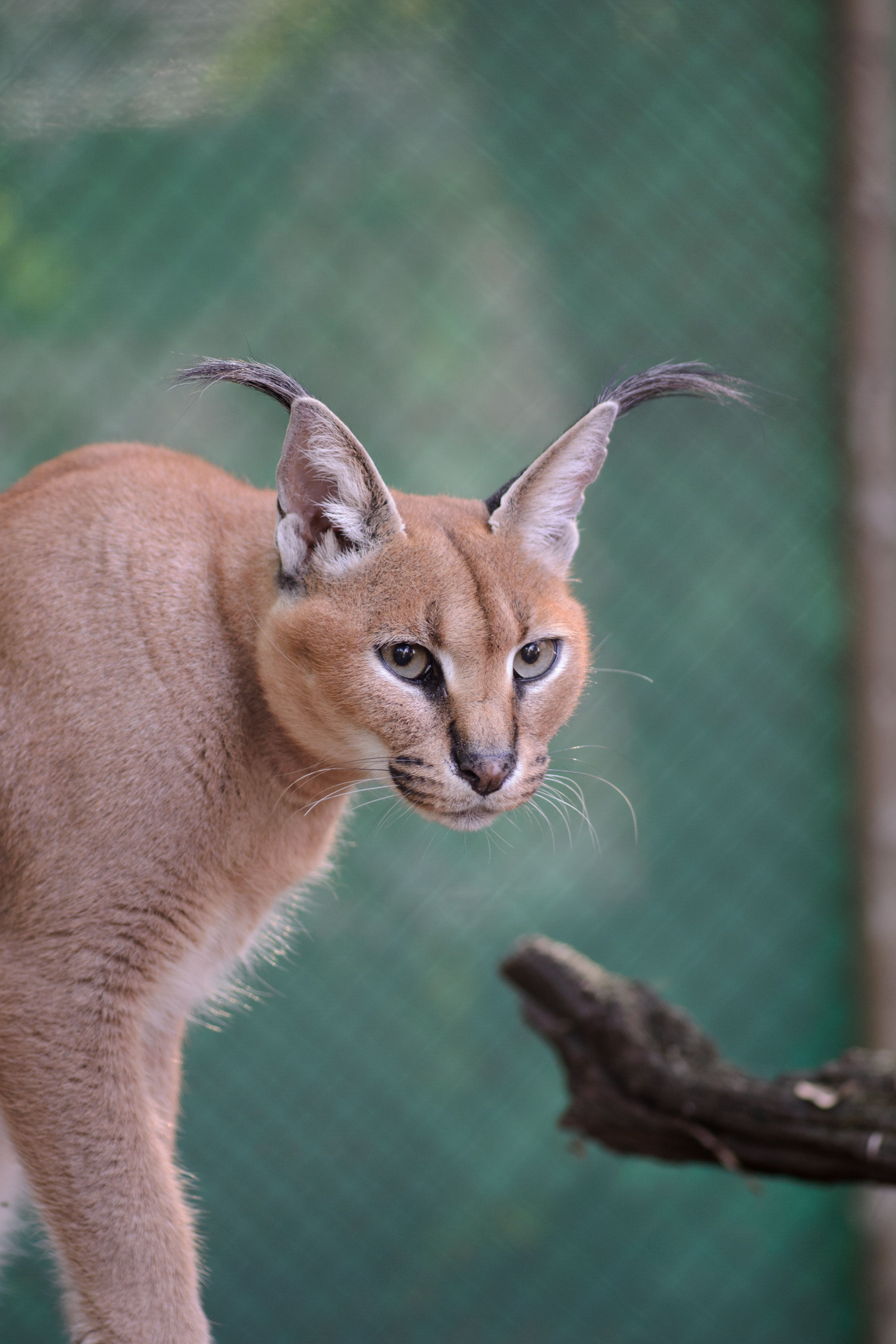 有关adobe lightroom, 中型猫, 動物, 動物園, 動物肖像, 哺乳動物, 圈养动物, 大耳朵, 大貓, 天性, 孤独的动物 ...