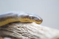 Close-up of a Carpet Python Resting on a Log