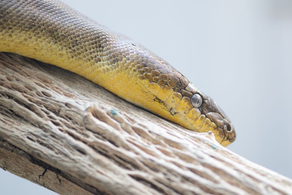 Close-up of Yellow Python on a Branch · Free Stock Photo