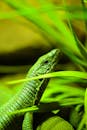 Close-up of a vibrant green lizard in foliage