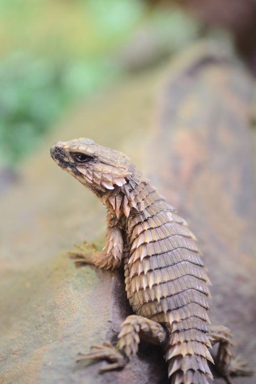 Free Detailed view of an armadillo lizard perched on a rock, showcasing its textured scales. Stock Photo