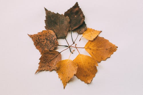 Photo of Brown Leaves