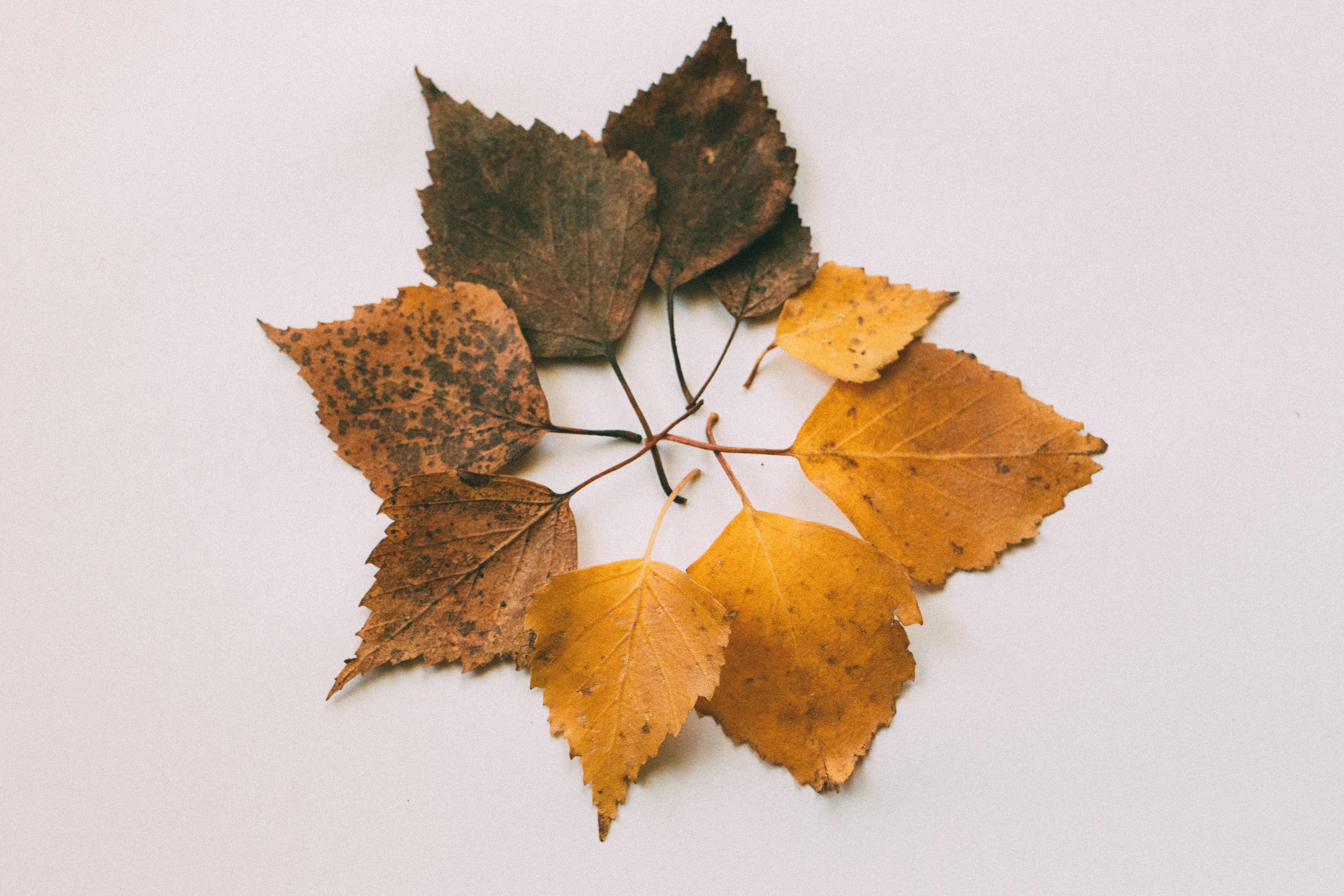 553,900+ Dry Leaves Stock Photos, Pictures & Royalty-Free Images - iStock