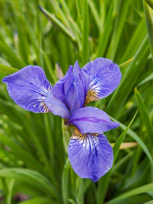 Free Beautiful purple iris flower with intricate petal patterns against lush green background. Stock Photo