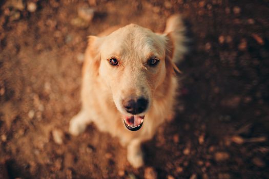 金毛猎犬愉快地抬头望向户外