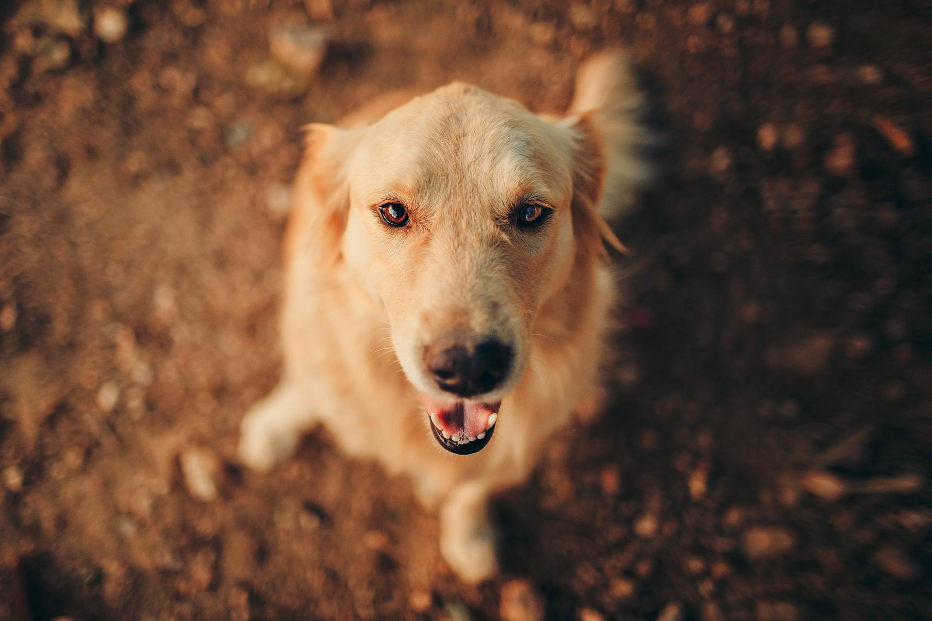 Chien brun à poil long