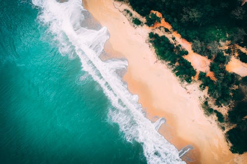 Ocean Waves Near Trees