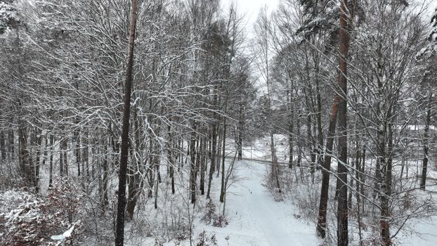 A tranquil winter forest scene with snow-covered trees and a path winding through.