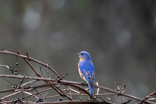 A vibrant Eastern Bluebird sits on a branch, showcasing its colorful plumage in Southborough, Massachusetts.