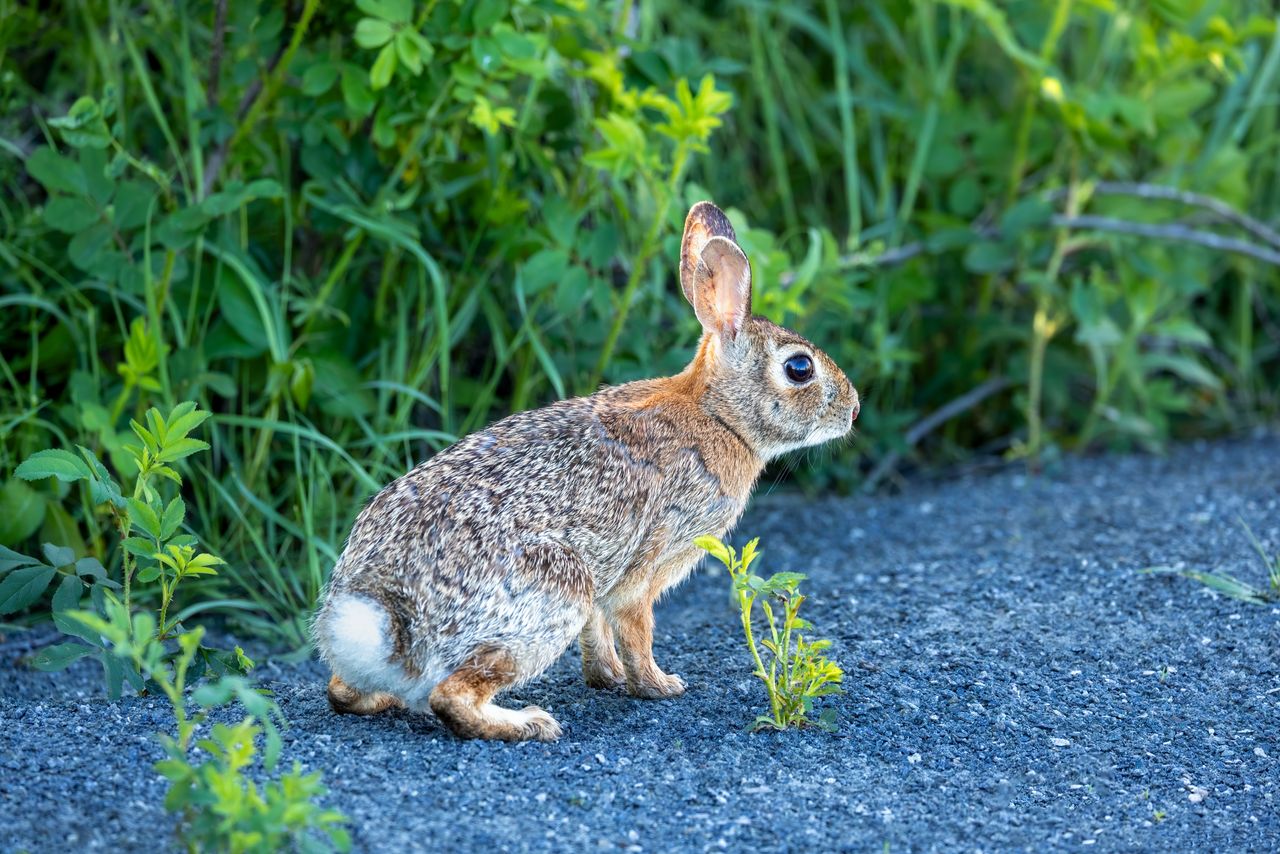 side view of a wild rabbit on a path surrounded by green foliage in so