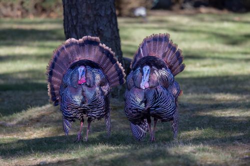 Free Pair of wild turkeys in Southborough, Massachusetts, showcasing vibrant plumage in natural habitat. Stock Photo