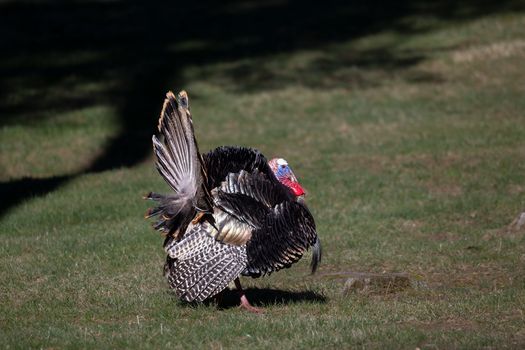 A wild turkey displaying vibrant plumage in a grassy park in Southborough, MA.