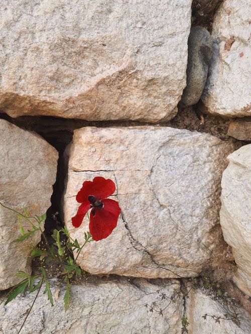 Free A vibrant red poppy blooming through a rugged stone wall outdoors, symbolizing resilience and nature's defiance. Stock Photo