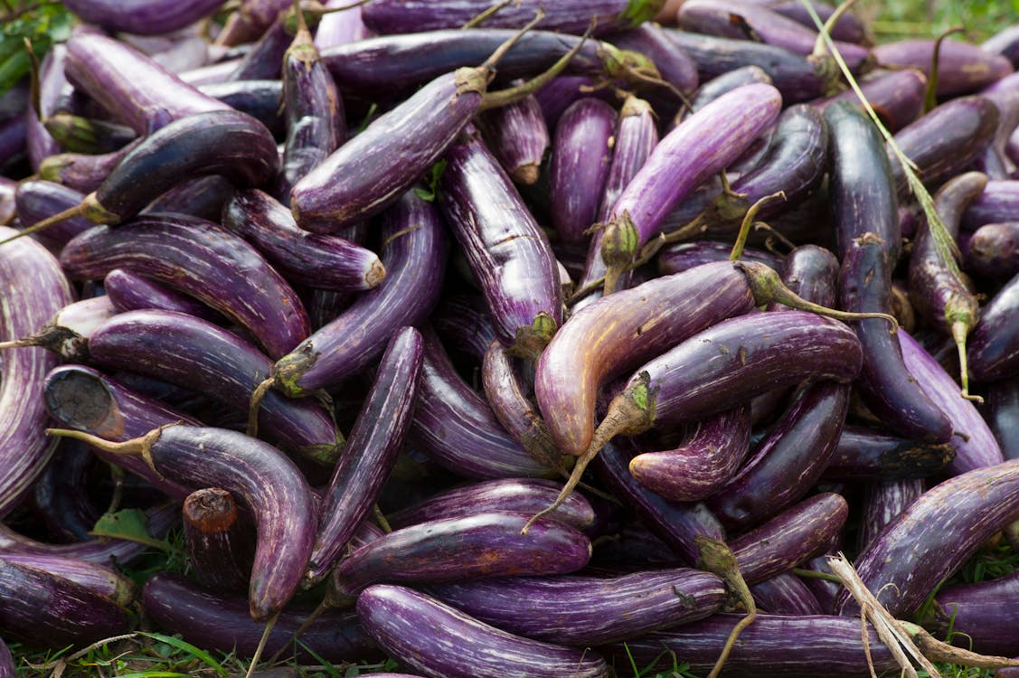 Gratis lagerfoto af aubergine, bunke, frisk Lagerfoto