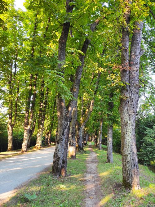 Free A serene tree-lined path in Ilidža, Bosnia, perfect for nature walks and relaxation. Stock Photo