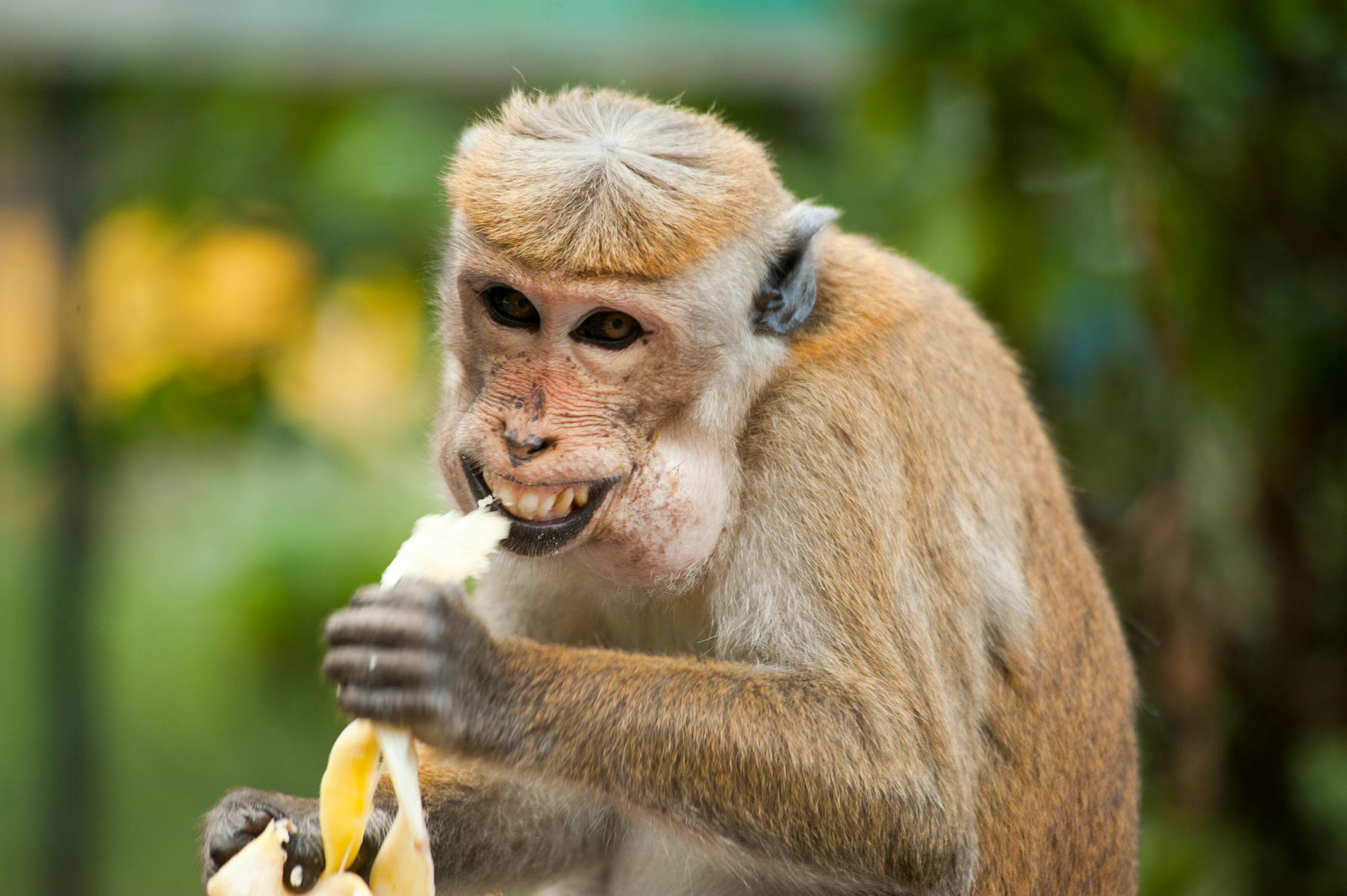A monkey eating a banana.