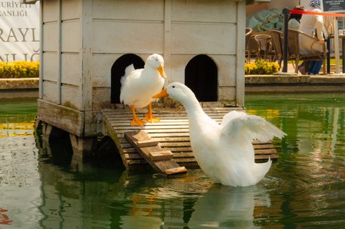 Free Two ducks enjoy a sunny day by a pond at Beylerbeyi Palace, Istanbul. Stock Photo