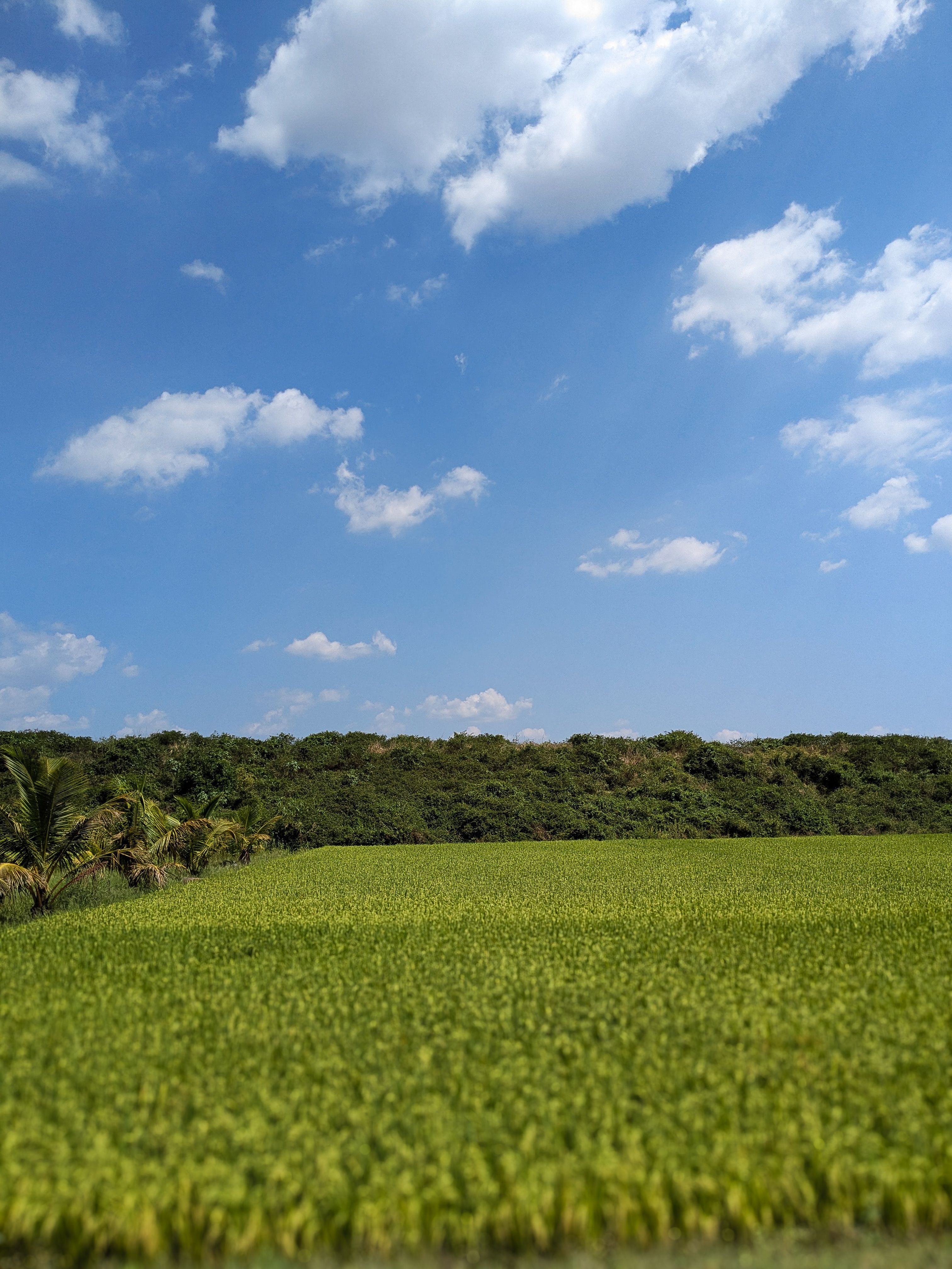 Serene Green Field under Clear Blue Sky · Free Stock Photo