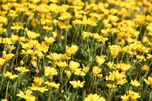 A stunning field of yellow daisies in full bloom under daylight, creating a bright and cheerful atmosphere.