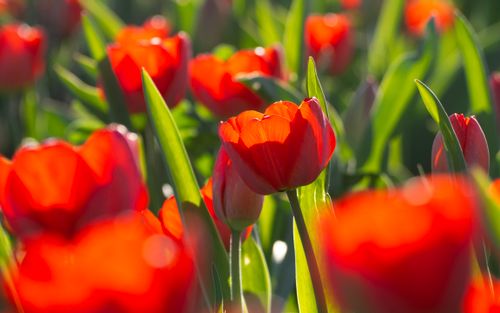 Free A stunning close-up of vibrant red tulips in a sunlit field, capturing the beauty of springtime. Stock Photo