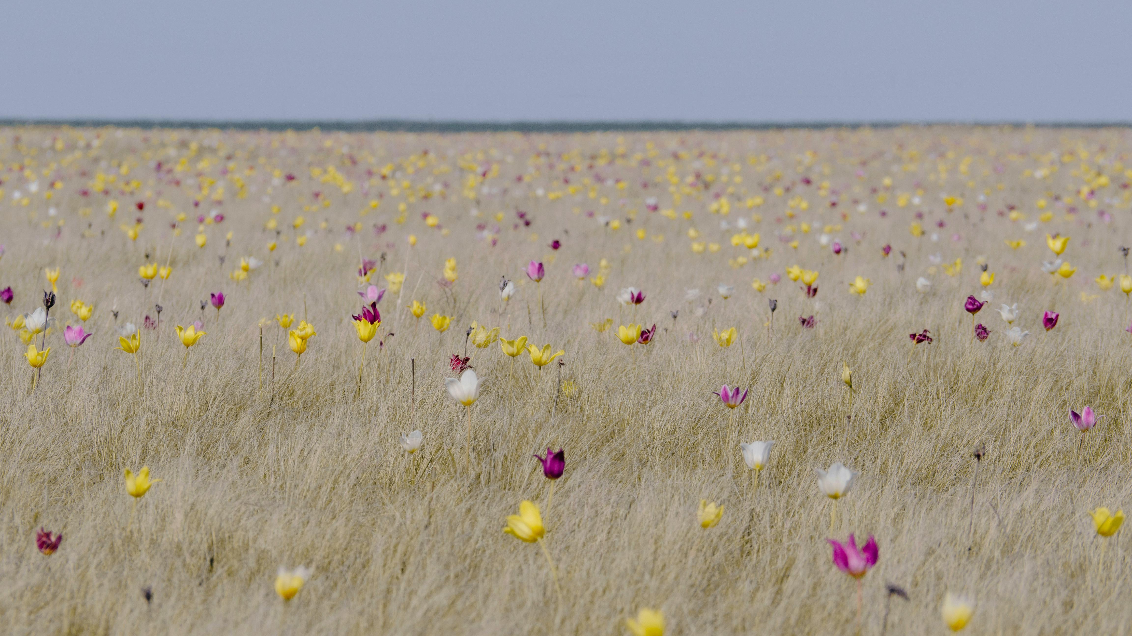 Wildflower Steppe — Castilla La Mancha
