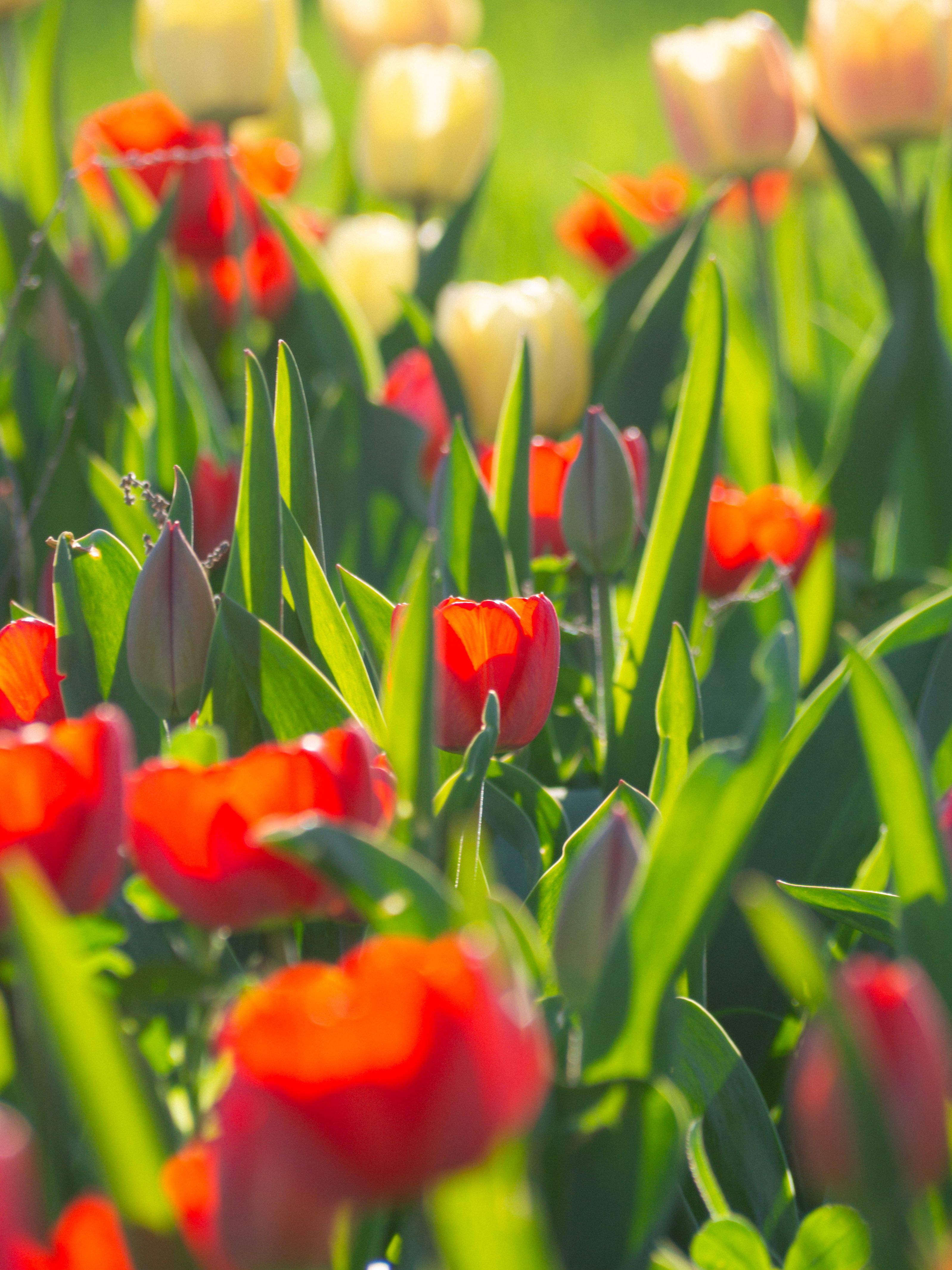 Vibrant Spring Tulips in Full Bloom · Free Stock Photo