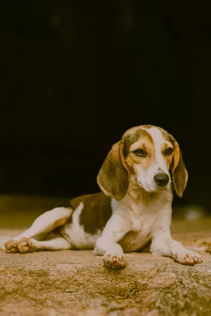 calm dog breeds
