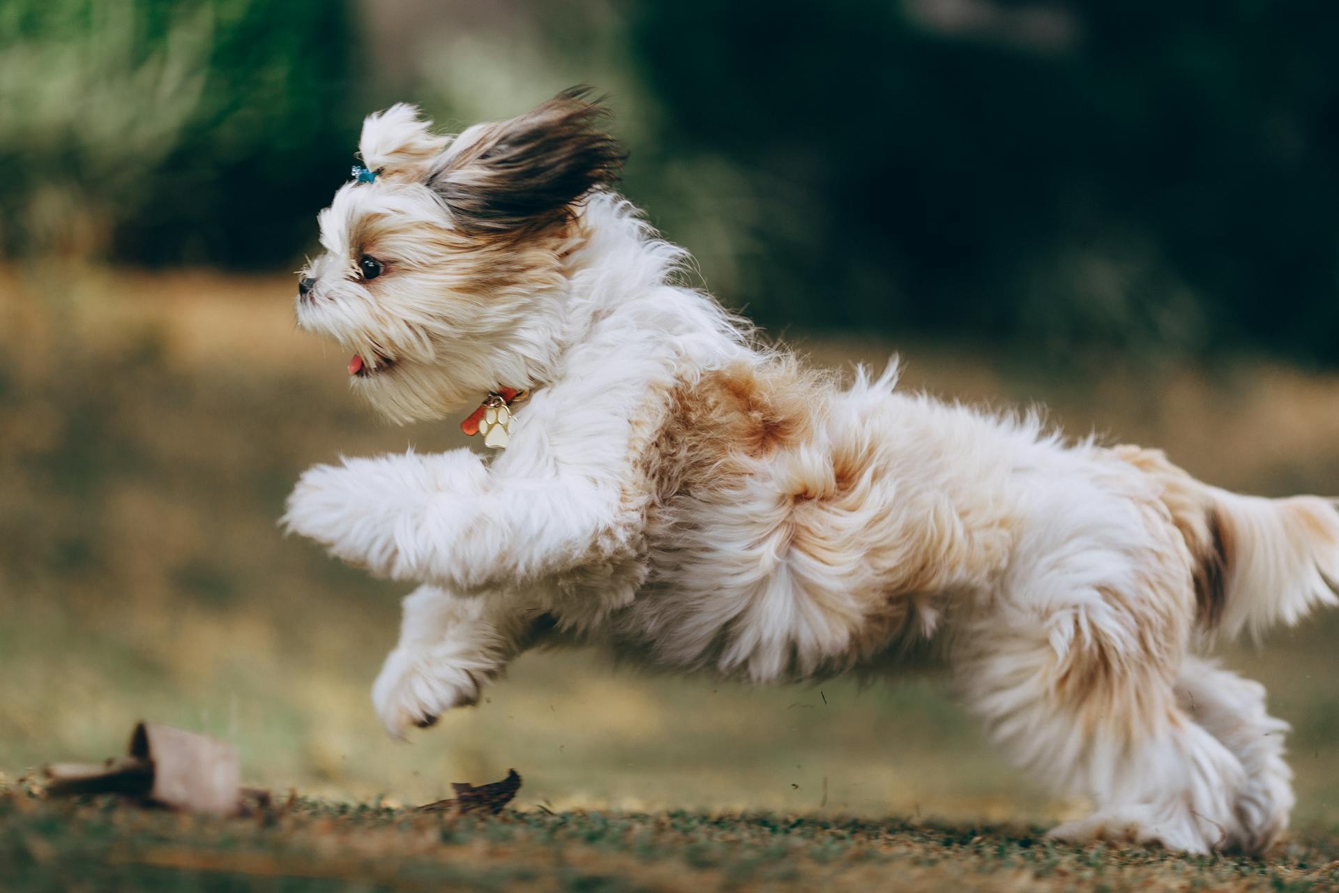 Vue panoramique d'un Shih Tzu en course