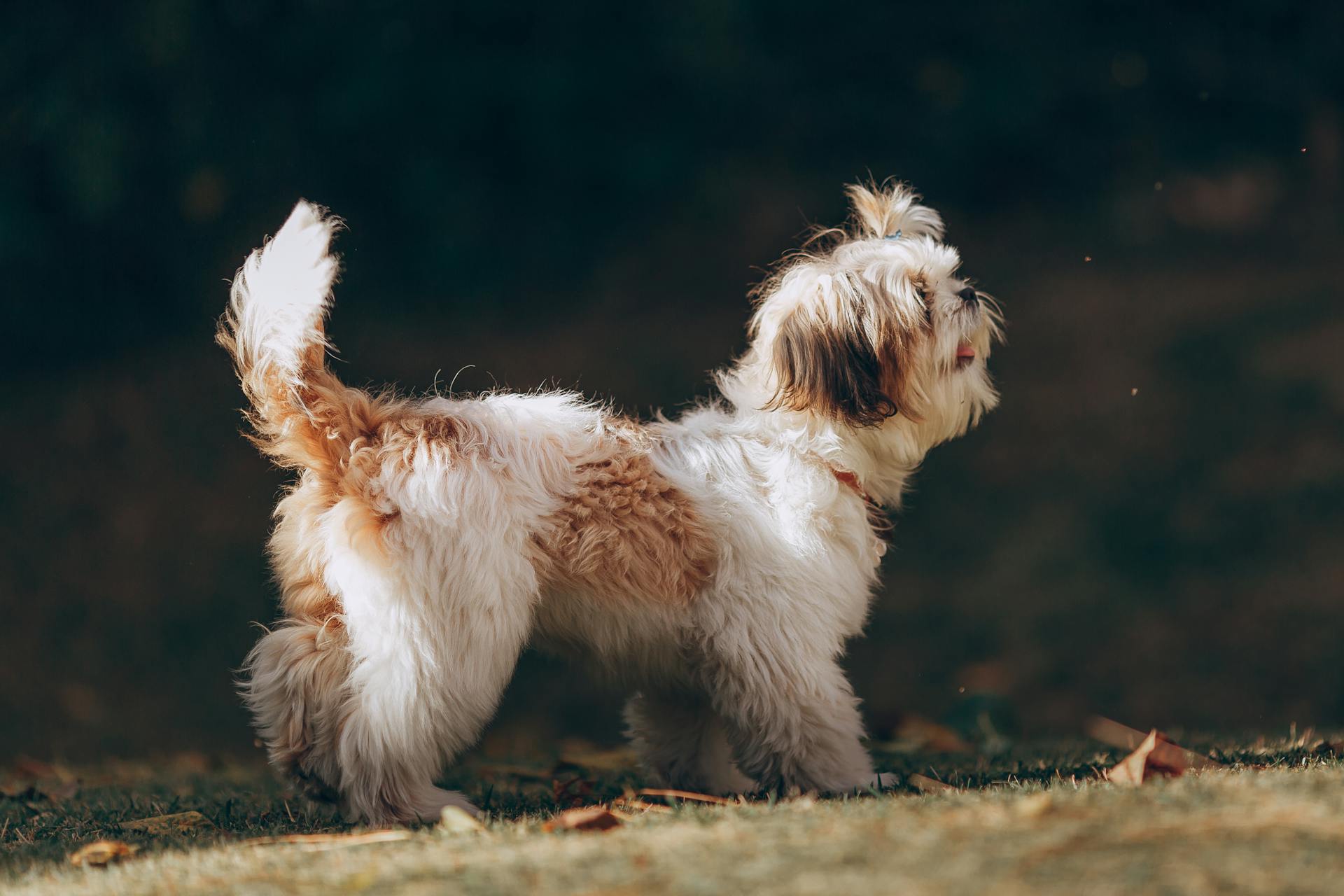 Vit och brun shih-tzu