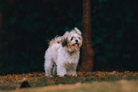 一只可爱的西施犬在贝洛奥里藏特户外散步