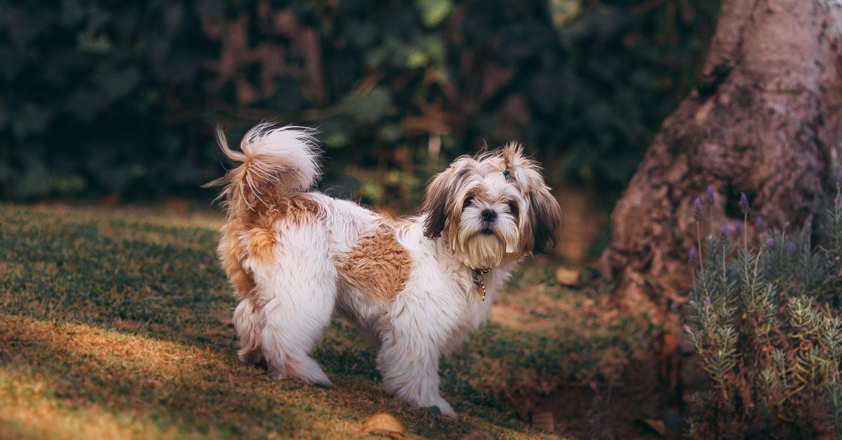 Chien Debout C t De L arbre Photo Gratuite chien-debout-c-t-de-l-arbre-photo-gratuite