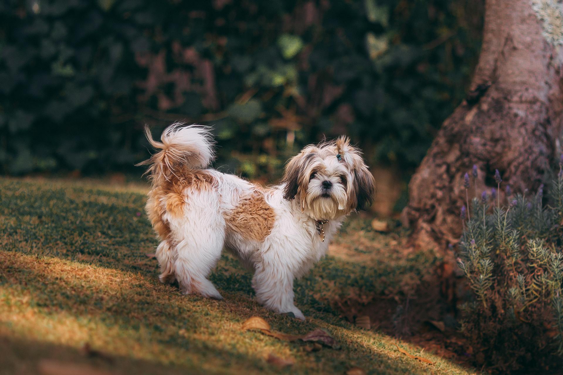 Dog Standing Beside Tree