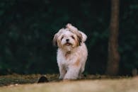 Adorable fluffy little dog with ponytail walking on grassy ground and looking at camera