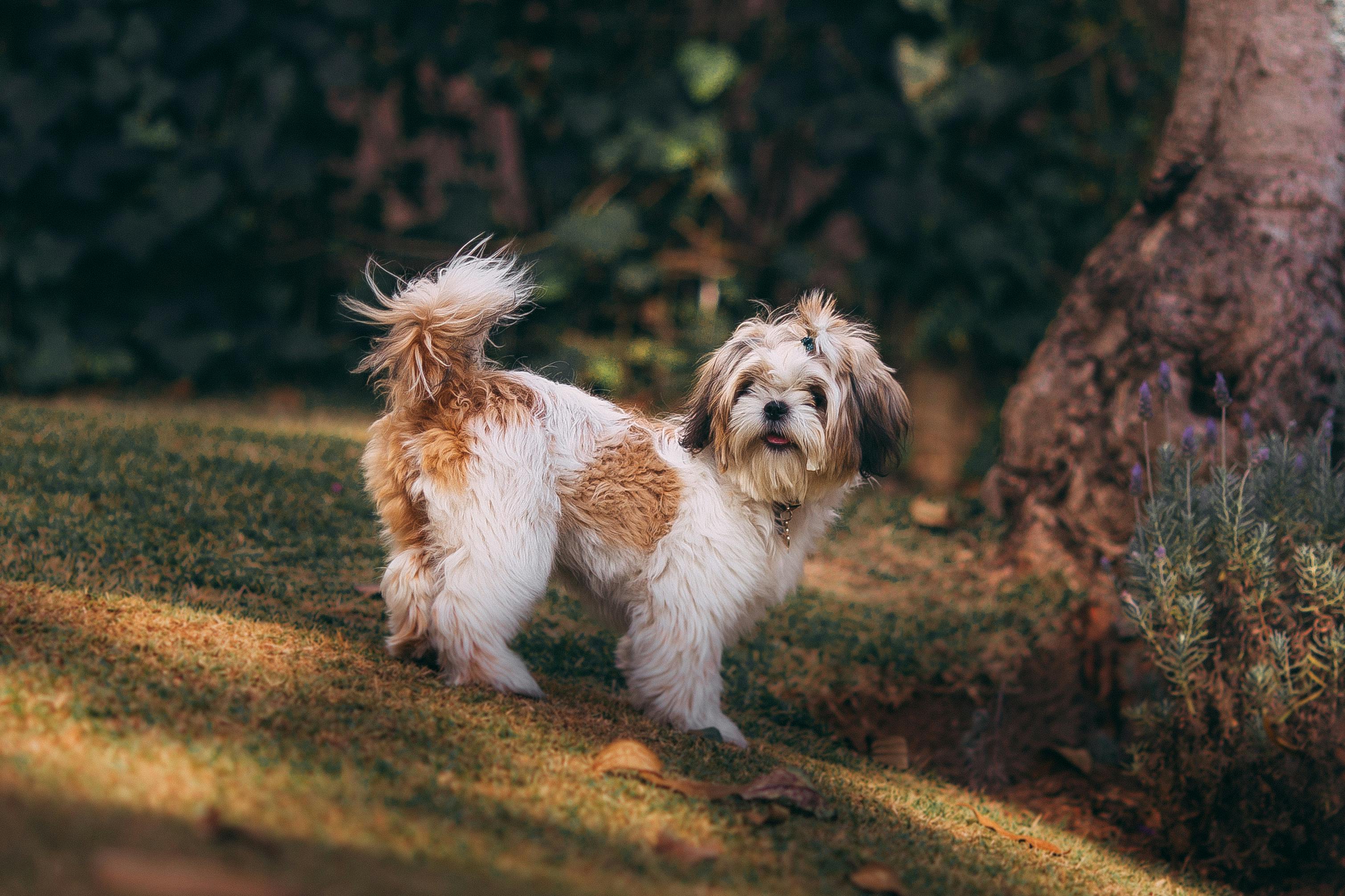 Adorable little puppy standing on green ground