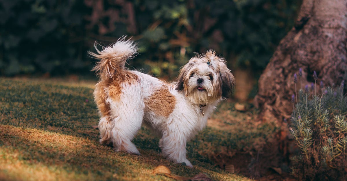 Adorable little puppy standing on green ground