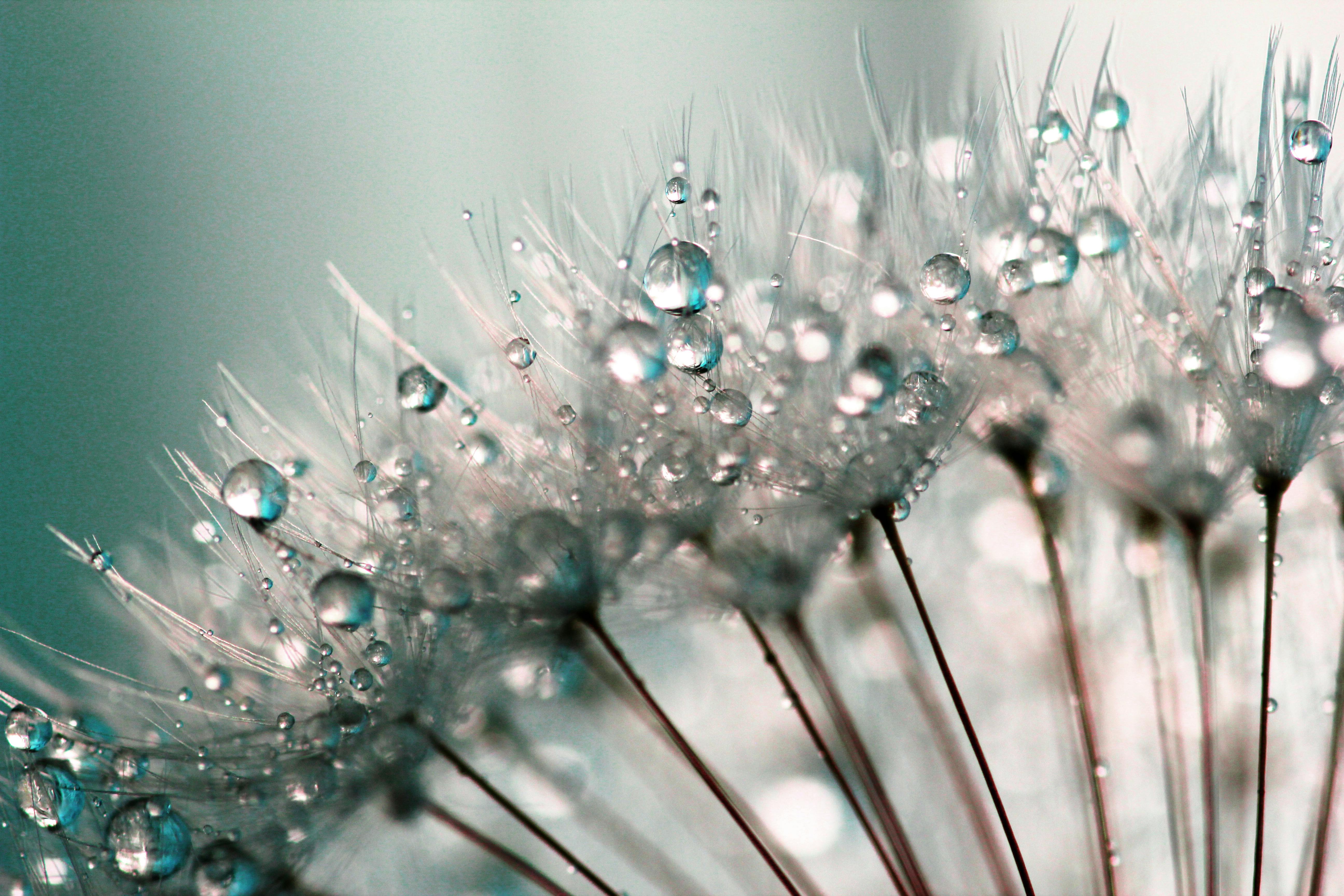 water dew on dandelions