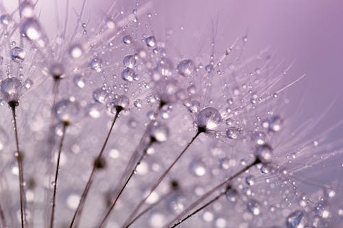 Dandelion Flower With Dewdrops