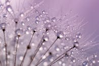 枸杞子与露珠的特写，细腻展现了大自然之美