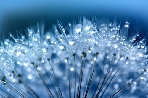 Free Macro shot of dandelion seeds with dew drops, highlighting nature's delicate beauty. Stock Photo