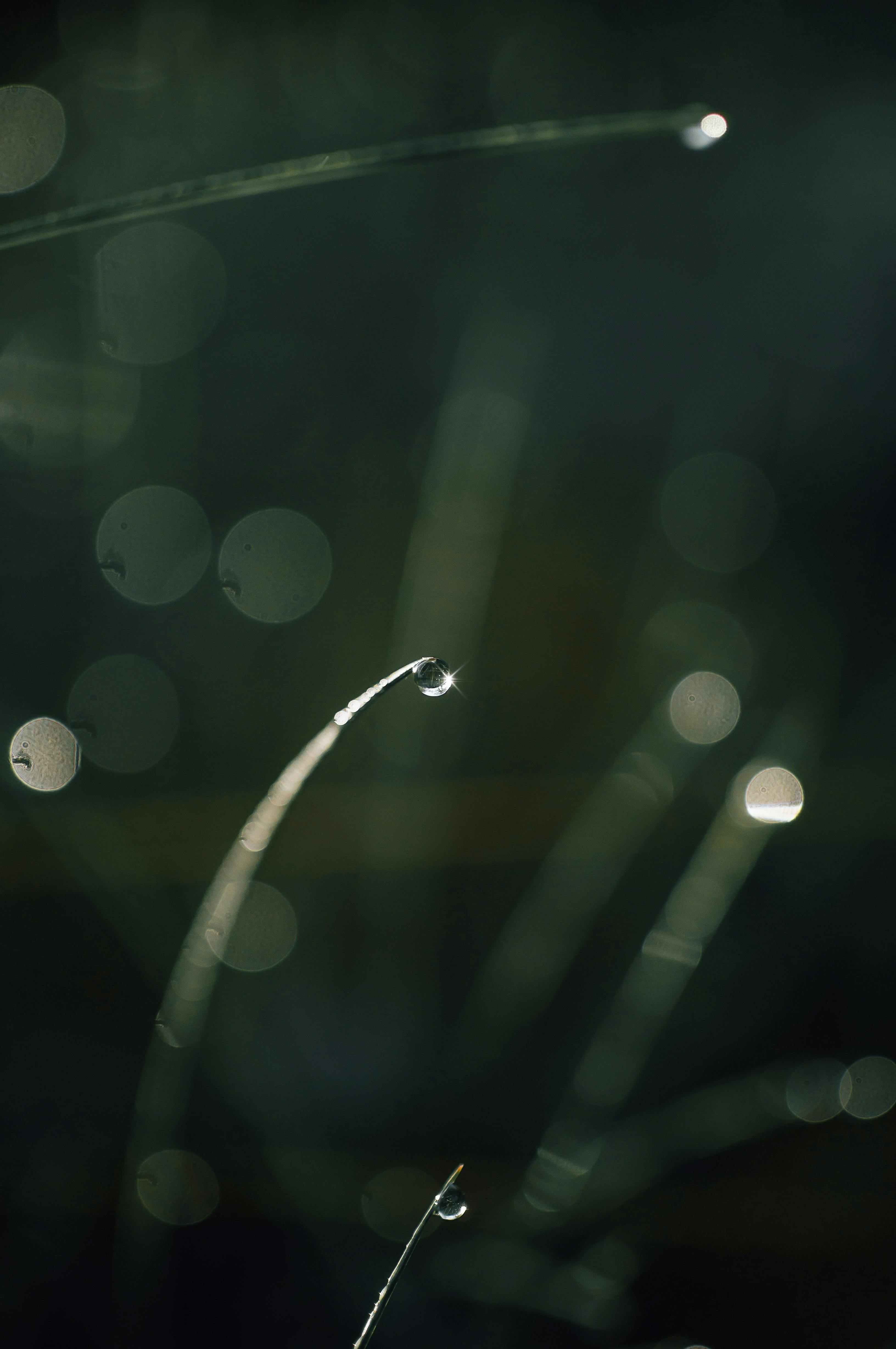 Kostenlos Nahaufnahme von Tautropfen auf Grashalmen mit einem Bokeh-Effekt im Hintergrund. Stock-Foto