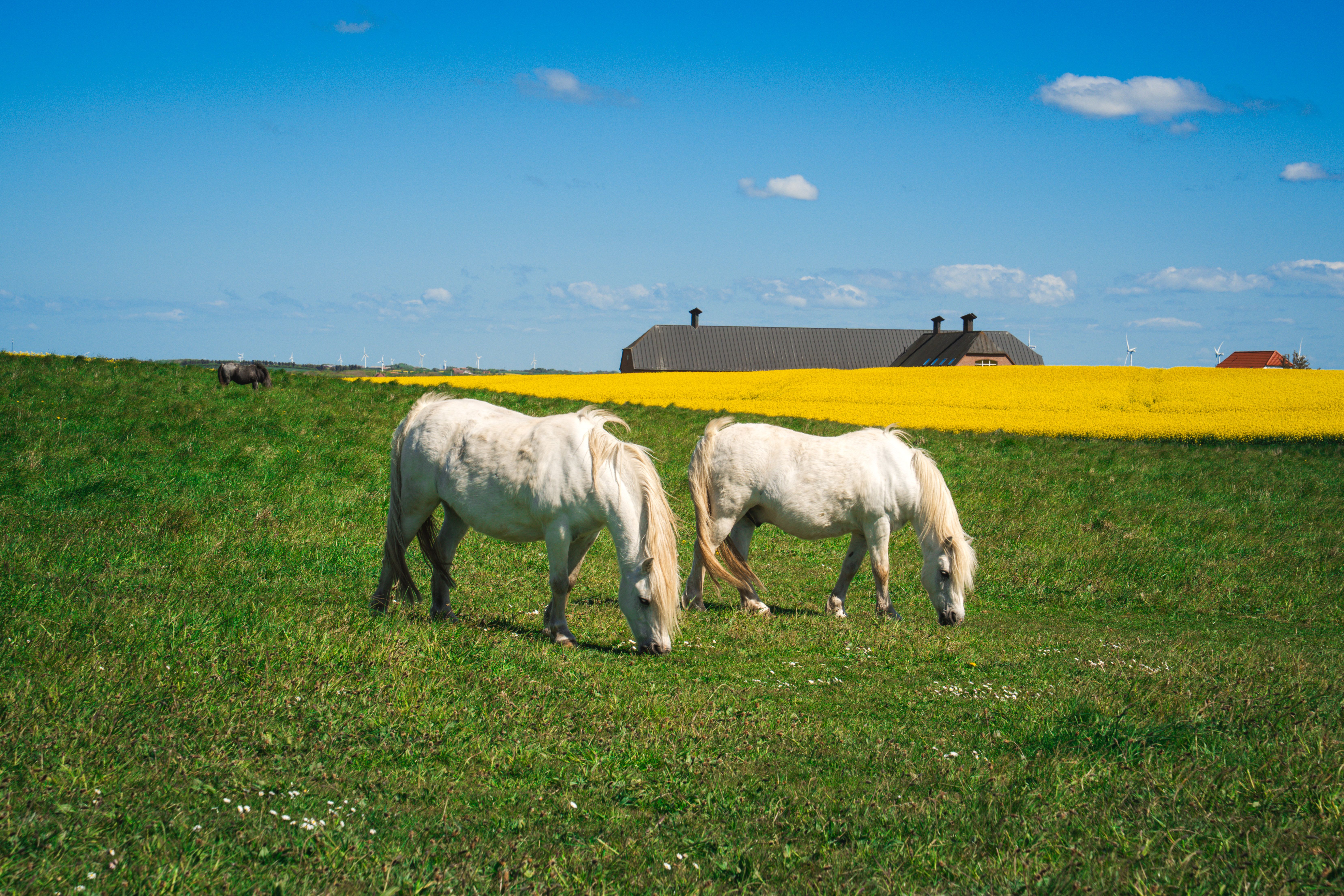 Scenic view of Icelandic horses grazing in a green pasture with canola fields in Denmark.