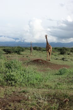 Two giraffes stand in the lush African savanna, with a dramatic cloudy sky.
