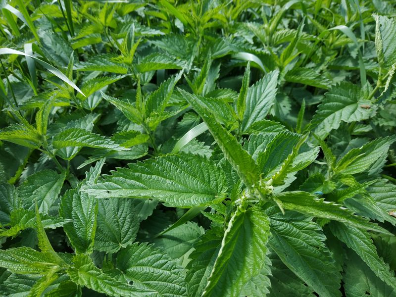 Medicinal plant identification