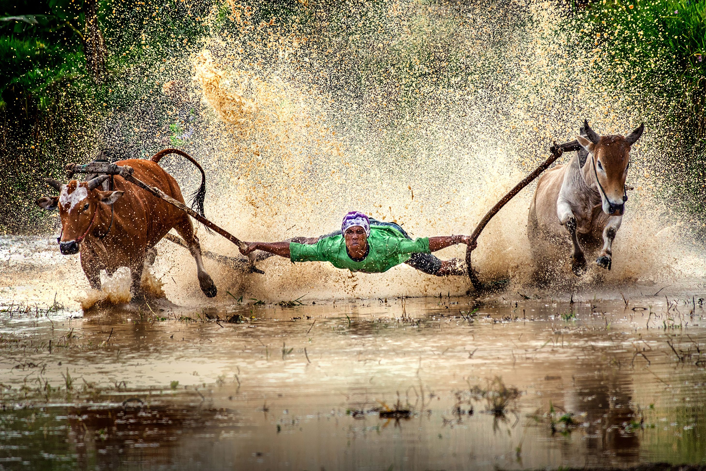 A dynamic capture of traditional bull racing through muddy fields in Sumatera Barat, Indonesia.