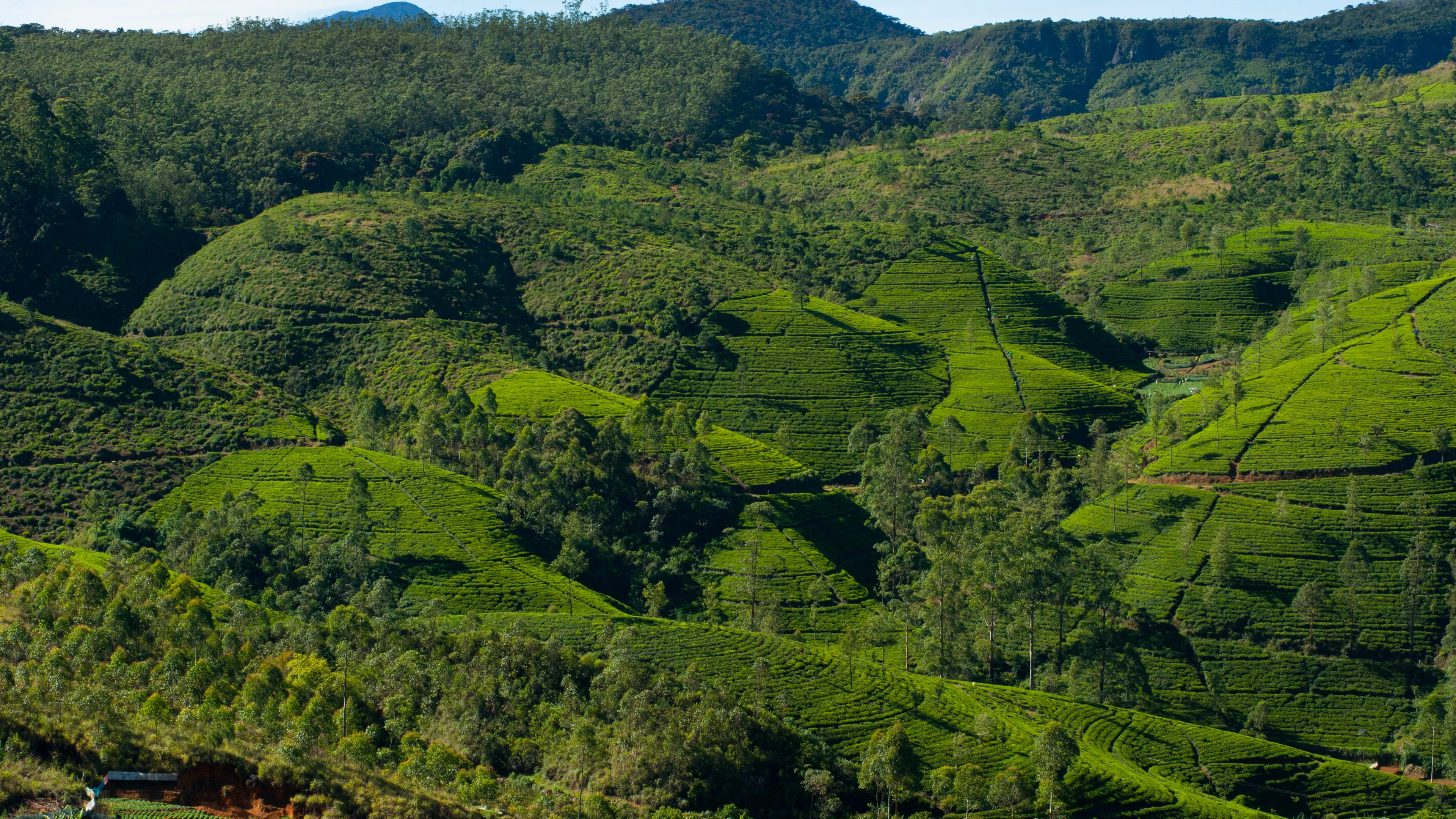 Discover Nuwara Eliya's vibrant tea plantation landscape under the bright daylight.