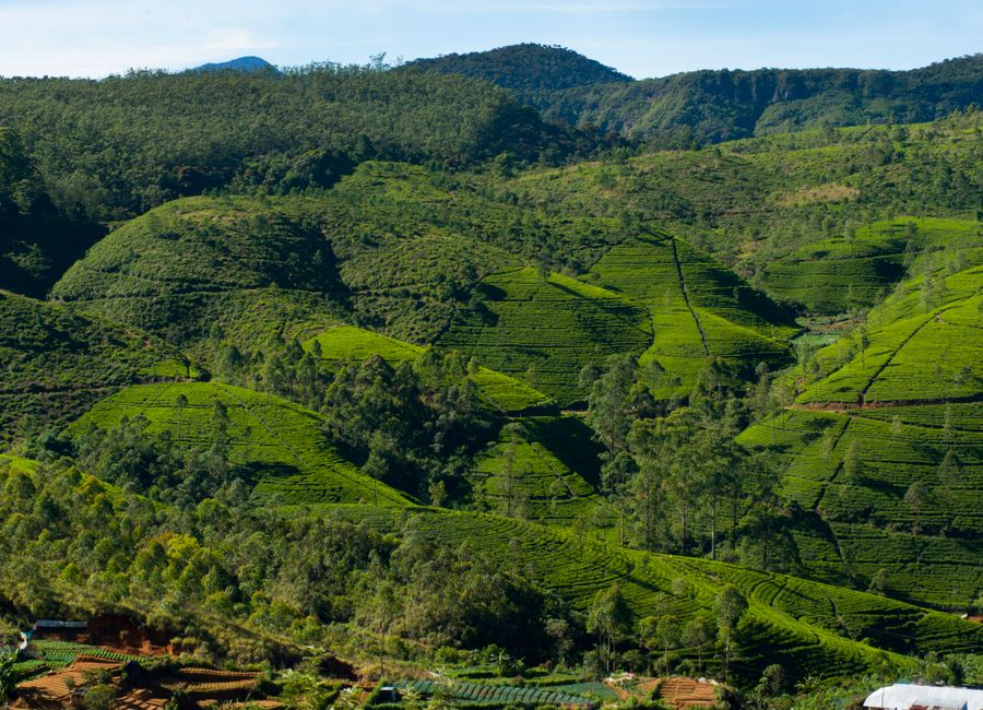 Discover Nuwara Eliya's vibrant tea plantation landscape under the bright daylight.