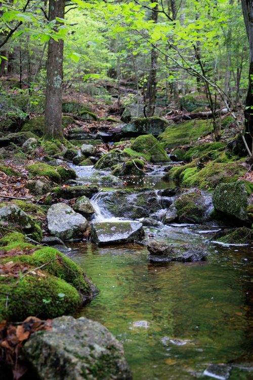 Free A serene forest stream with moss-covered rocks in Newbury, New Hampshire. Stock Photo